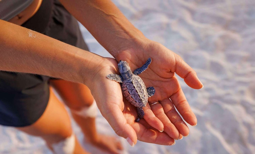 Image 29: ✈ BARBADE | Christ Church - Sandals Barbados 5*, 5 nuit - Tout inclus