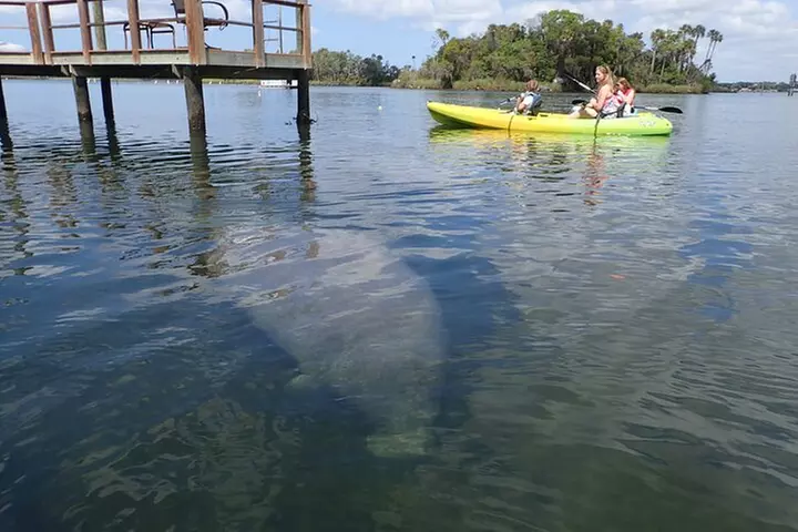 River Cruise Tour with Manatee Viewing