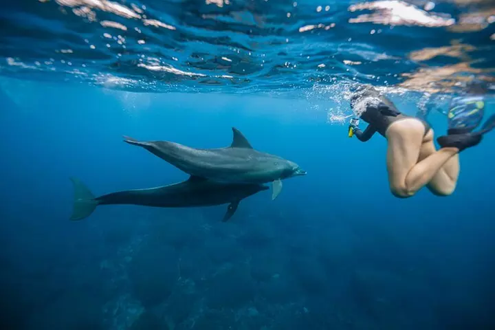 Swim With Dolphins & Turtles in West Oahu (Semi-Private Tours) - Primary Image