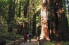 Muir Woods and Sausalito Morning Tour Small-Group Half Day
