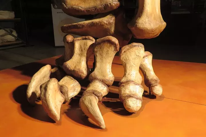 Australian Dinosaur Giants Tour