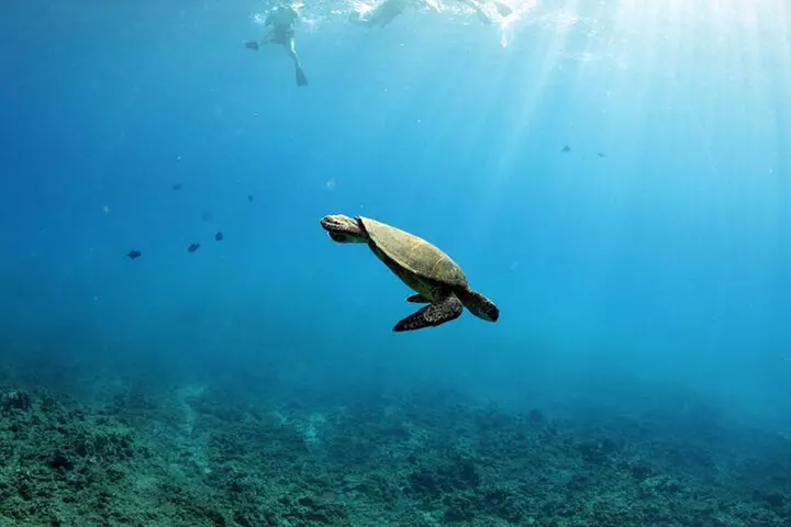 Oahu: Private Sunset Cruise and Dolphin Watch with Hot Buffett