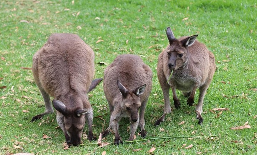 Image 6: Yarra Valley Small Group | Redwoods, Wildlife, Winery & Chocolate