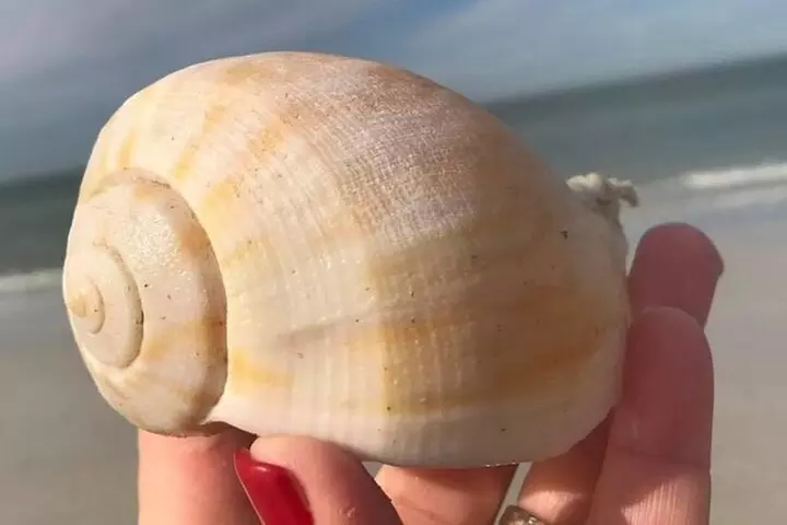 2.5 Hour Shell Key Island Adventure Including Dolphins And Shells