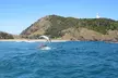 Kayaking with Dolphins in Byron Bay Guided Tour - Image 3