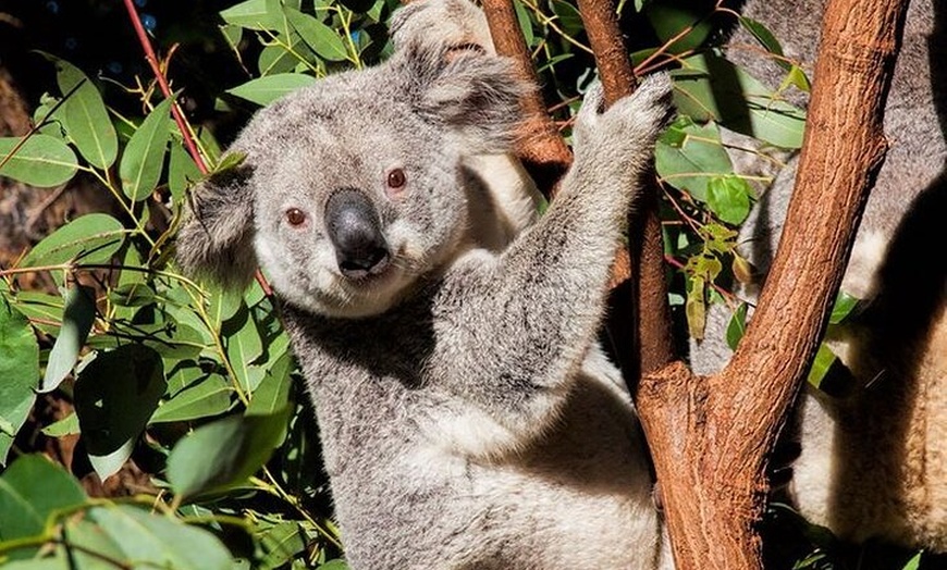 Image 5: Byron Bay and Currumbin Wildlife Sanctuary Day Tour