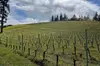 San Francisco Wine Country Tour in EV VW Van