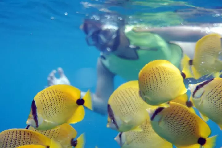 Oahu: Private Sunset Cruise and Dolphin Watch with Hot Buffett