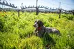 Serene and Romantic Wine Tasting Next to the Vines in Napa Valley - Second Medium