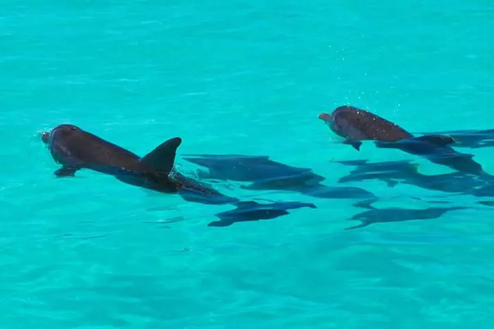 Key West Day Trip from Miami with Activities