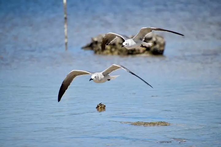 Easy Ride Pedal Kayak Tour Marco Island & Naples (Pedal or Paddle