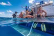 Calypso Outer Great Barrier Reef Cruise from Port Douglas - Image 7