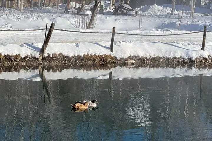 Chena Hot Springs Small Group Tour