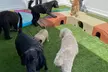 $15 For $30 Worth Of Dog Daycare - Second Medium