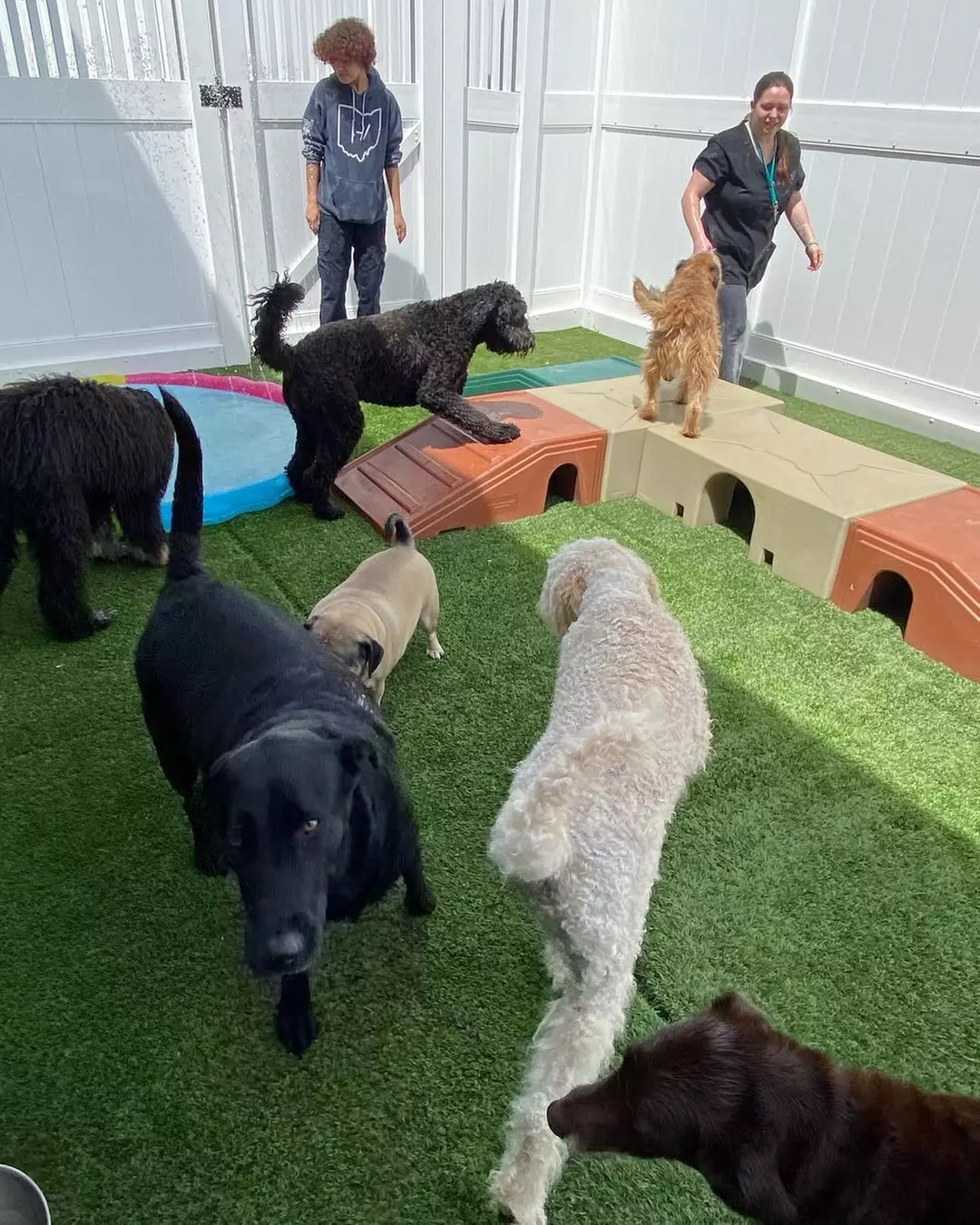 $15 For $30 Worth Of Dog Daycare