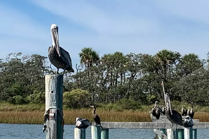 Private Charleston Dolphin and Eco Boat Tour