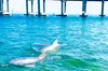 Destin Harbor Boat Ride and Dolphin Watching on the Hopper