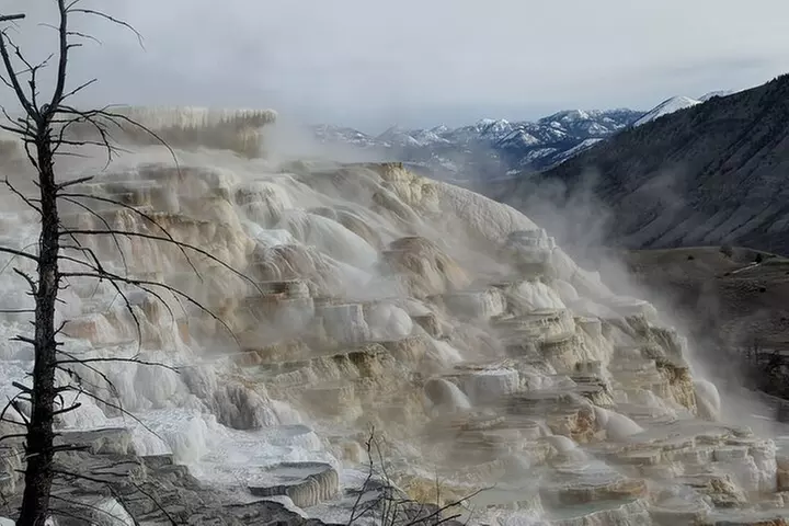 Yellowstone PRIVATE Winter SAFARI and Wolf Watching
