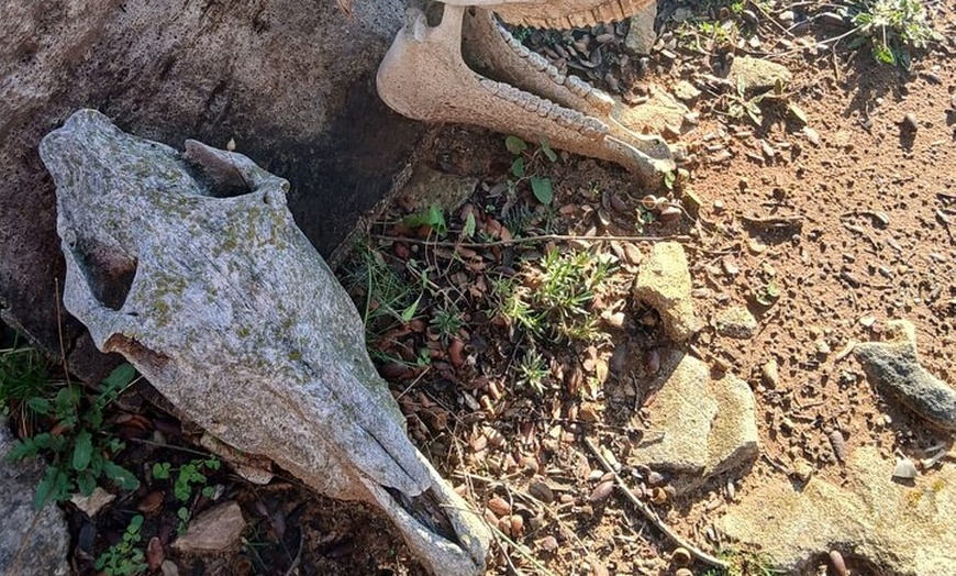 Image 8: Prehistory and Nature Learn Spanish in Nature