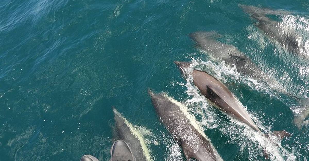 Experiencia de avistamiento de delfines en Gibraltar desde la costa de Cádiz