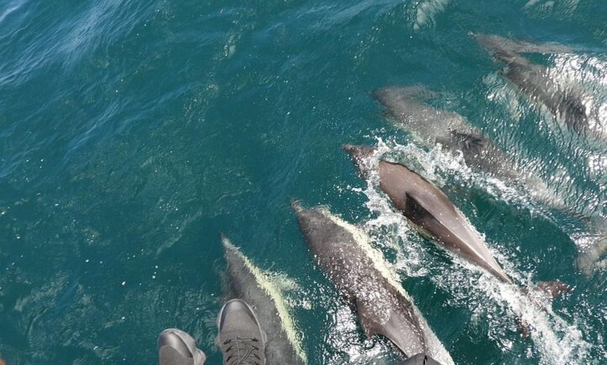 Image 1: Avistamiento de Delfines en Gibraltar desde la Costa Cádiz