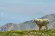 Private Colorado Backcountry 4x4 Off Road Adventure Tour - Second Medium