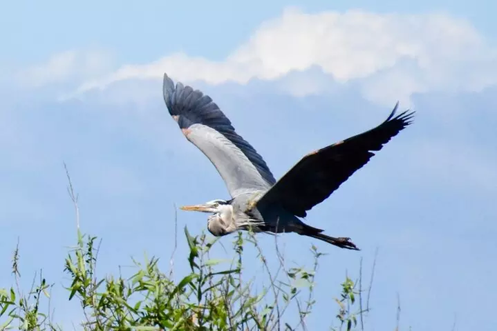Everglades Florida Airboat Tour