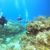 Image 12: VIP Beginner Diving Experience: MUSA Statues & Reef Adventure