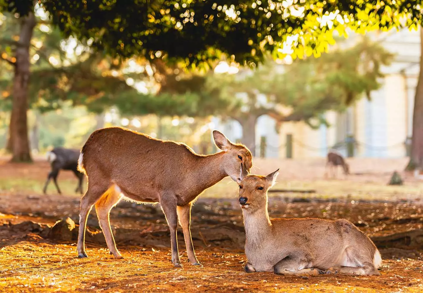 ✈ JAPAN | Von Osaka nach Osaka - Große Rundreise über die Kii-Halbi...