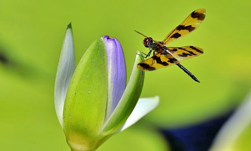 Image 11: Ord River Nature Boat Tour (minimum 2 passengers required)