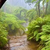 Image 3: Blue Mountains Day Tours W Scenic World and Lunch