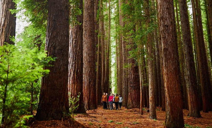 Image 6: Yarra Valley Redwood Forest Mountain Bike Adventure
