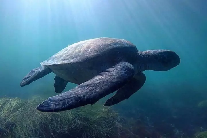 La Jolla Sea Caves Kayak Tour For Two (Tandem Kayak)