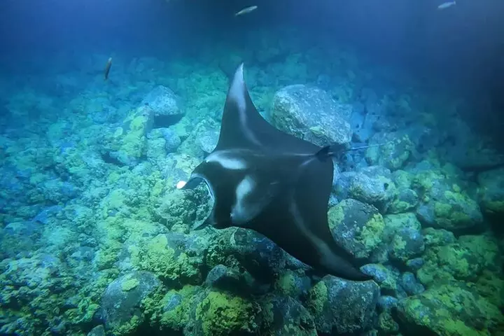 Manta Ray Night Snorkel Tour in Kailua-Kona, Big Island