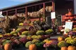 $22 For 2 Passes For The Back 40 PLUS a U-Pick Pumpkin (Reg. $44) - Second Medium