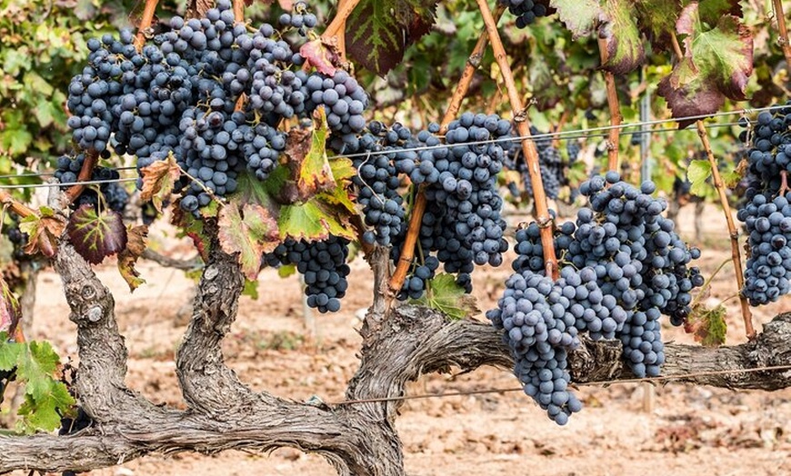 Image 4: Tour de Lujo en Priorat y Cata de Vinos Con Almuerzo