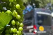 Half Day Join in Group Wine Tasting Tour - Second Medium