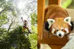 Currumbin Wildlife Sanctuary Pass + The Treetop Challenge - Image 3