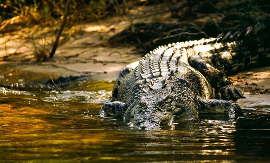 Image 10: Spectacular Jumping Crocodile Cruise with Darwin Transfer Bus