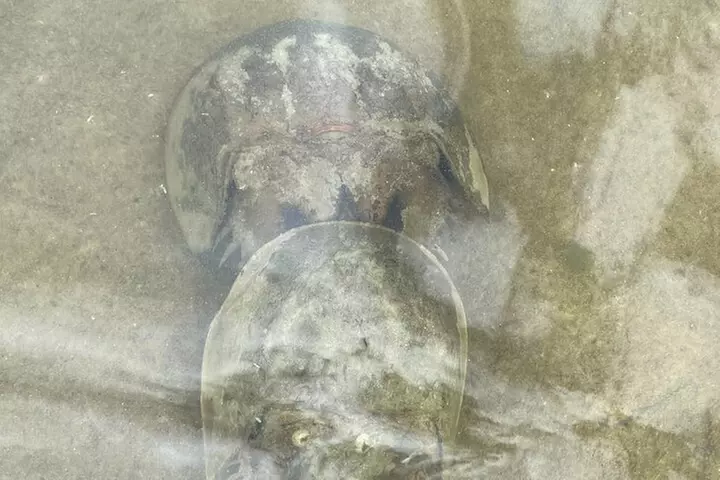 Manatee and Dolphin Kayak Tour