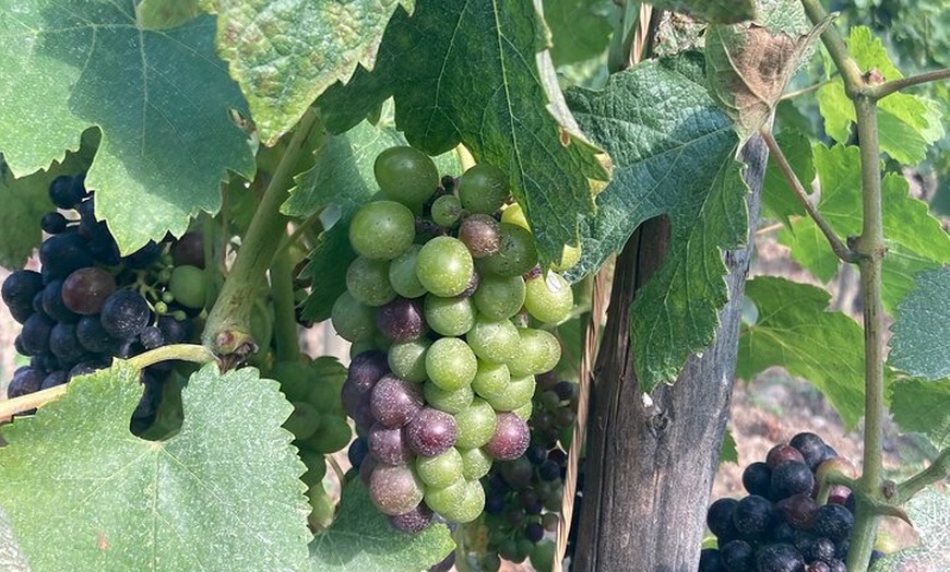 Image 8: Randonnée et Vin entre Côte-Rôtie et Condrieu
