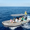 Image 2: Tour Privado 2 horas para ver ballenas y delfines en Tenerife