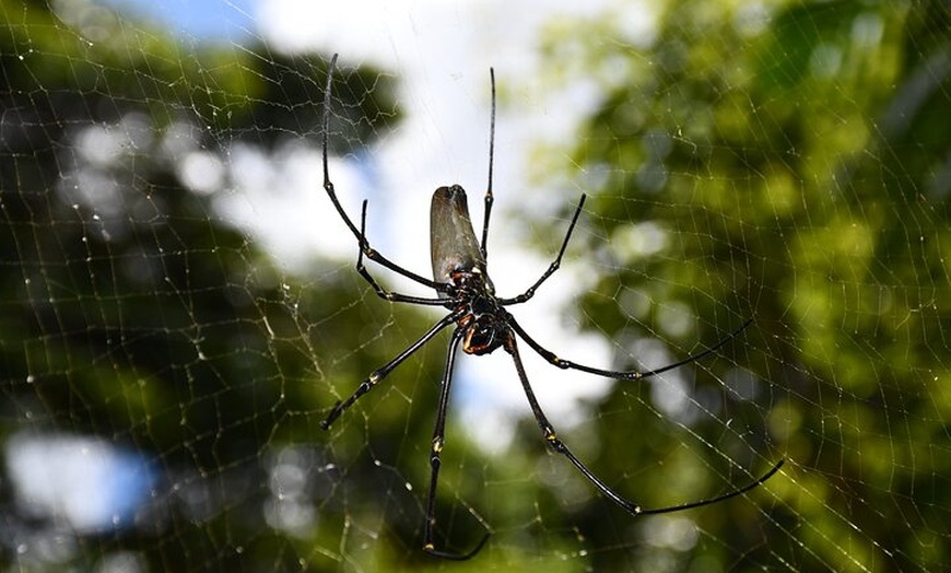 Image 11: Explorer Tour by Cairns Waterfalls