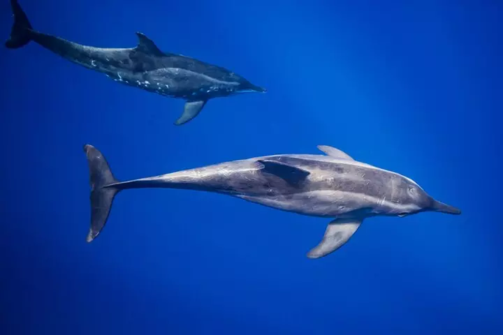 Kaimana Ocean Safari