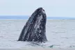San Diego Whale Watching 3 Hour Tour Mission Bay on the Legacy - Second Medium