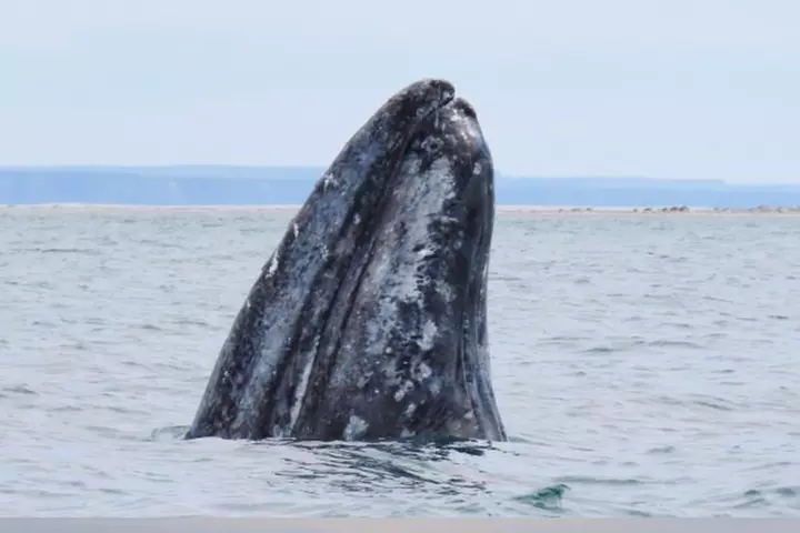 San Diego Whale Watching 3 Hour Tour Mission Bay on the Legacy