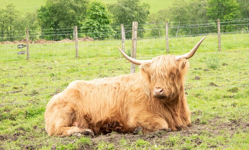 Image 3: The Highland Cows Experience in Scotland