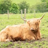 Image 3: The Highland Cows Experience in Scotland