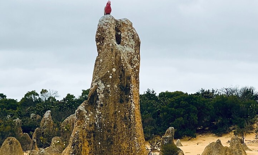 Image 7: Turquoise Coast and Pinnacles Desert, Lunch Included.