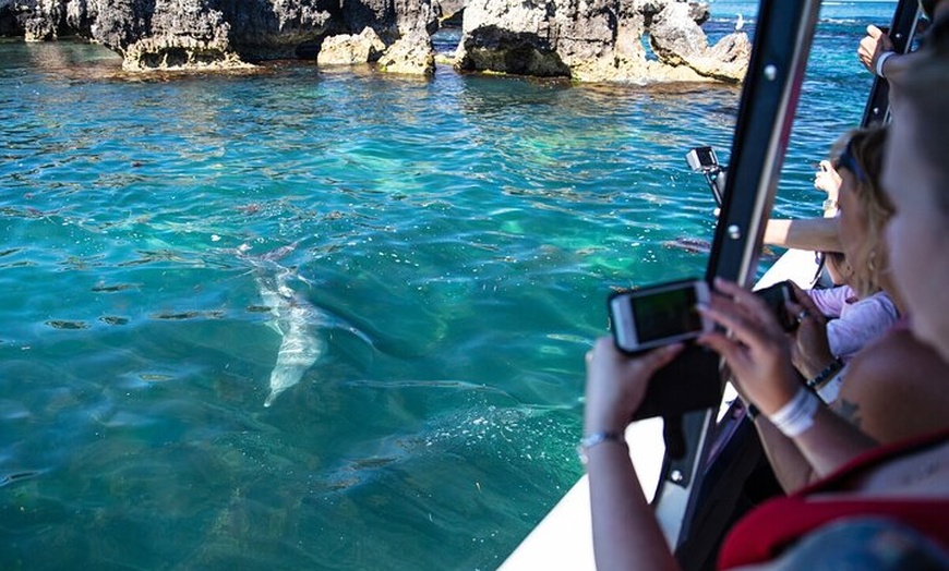 Image 3: Perth Day Tour: Dolphin Cruise, Wildlife Park, and Swan Valley